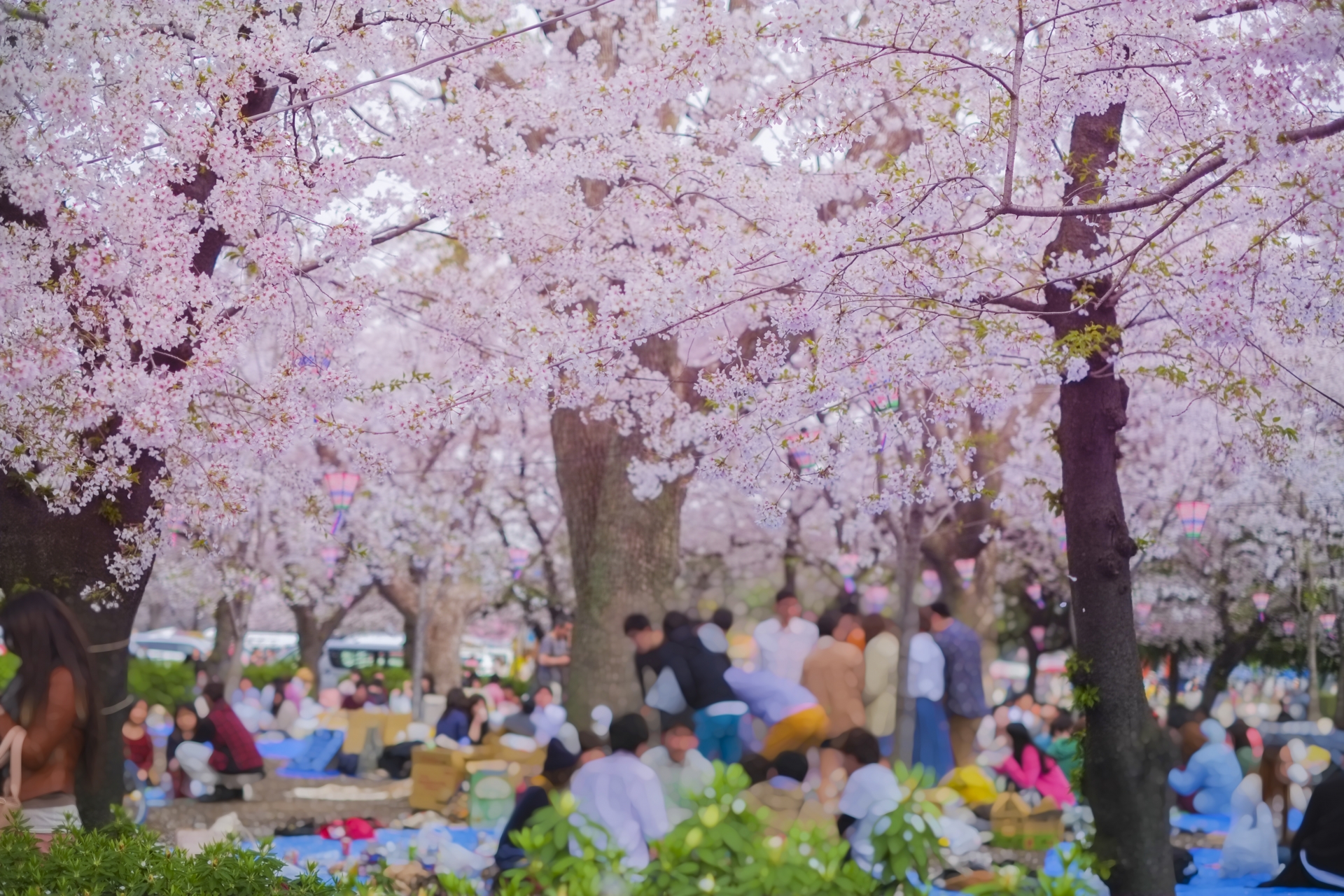 花見会場の桜の写真