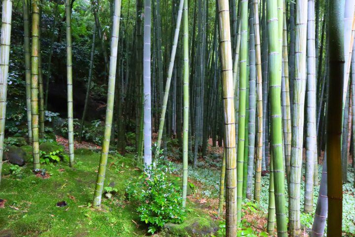 報国寺の竹林