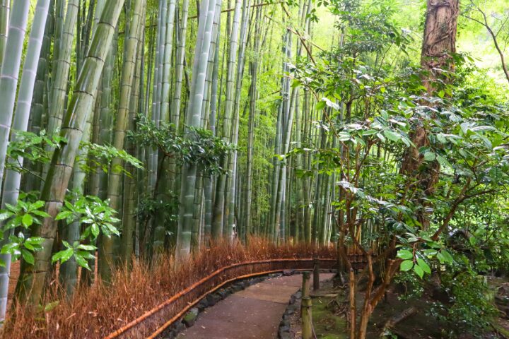 竹林の中