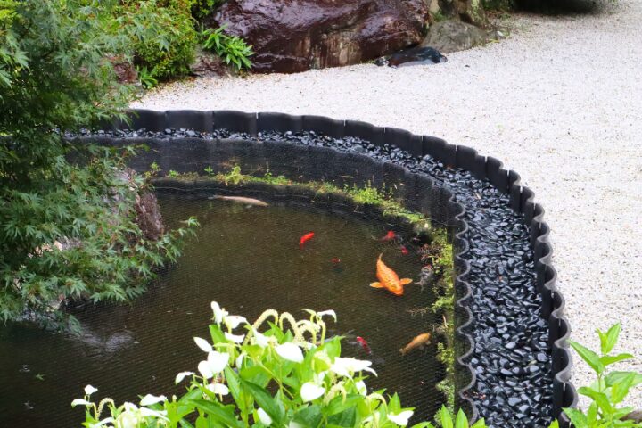 庭の池の鯉